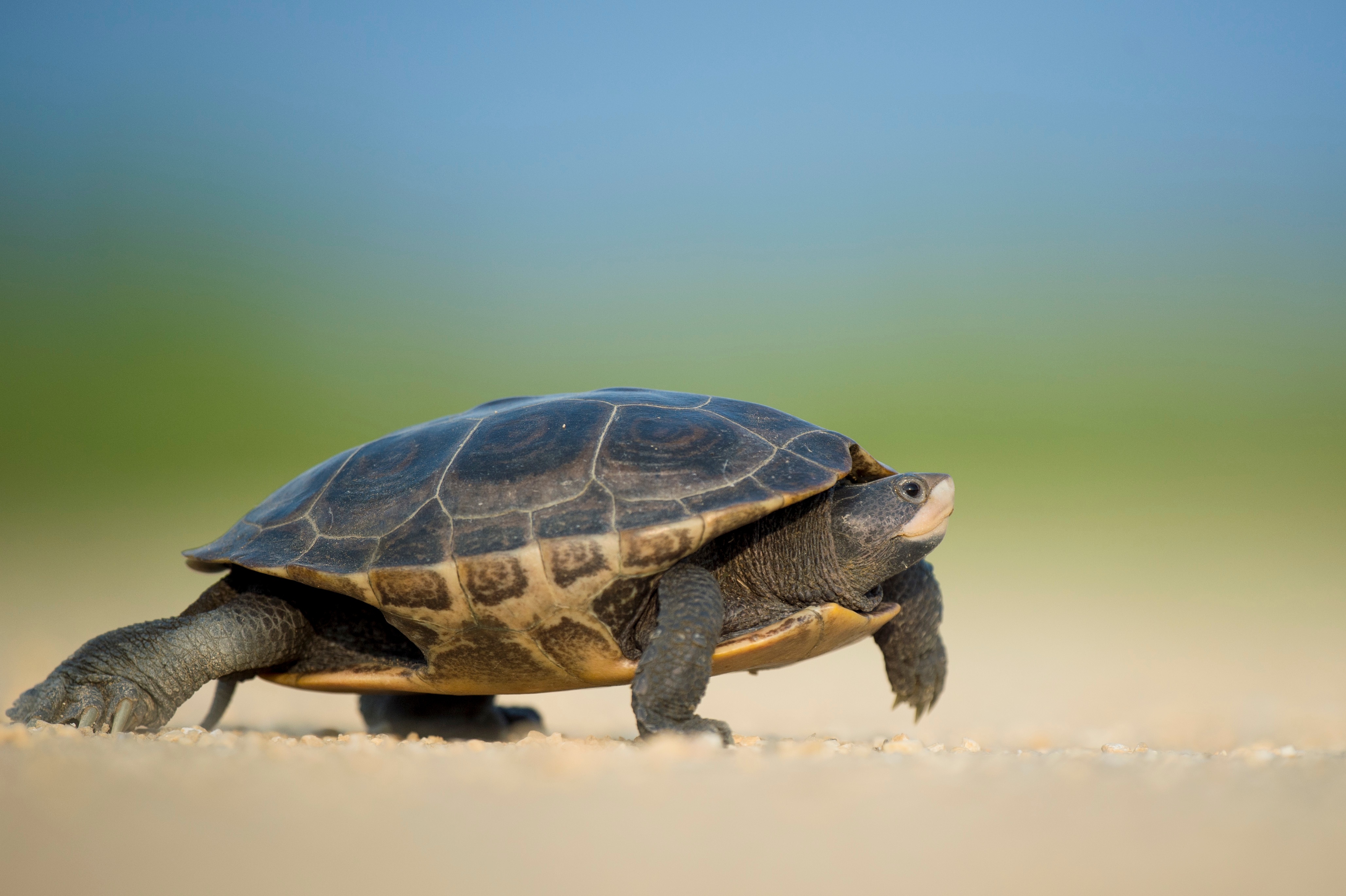8 Ways That Slow and Steady Wins the Race